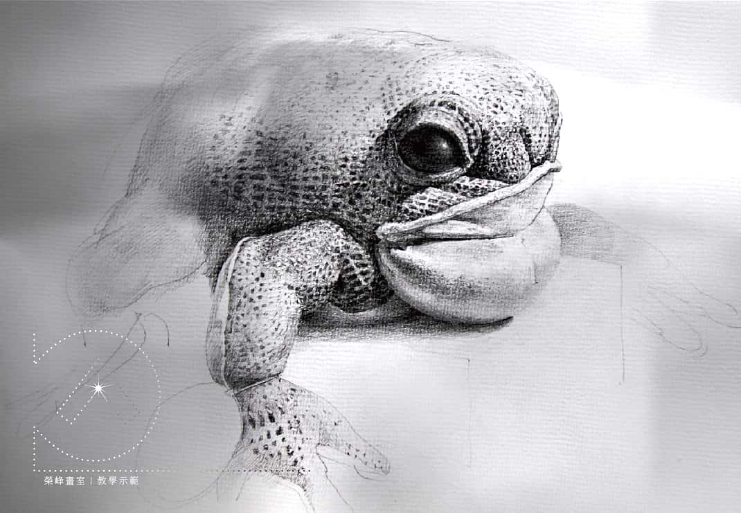 青蛙造型布偶-鉛筆素描示範作品